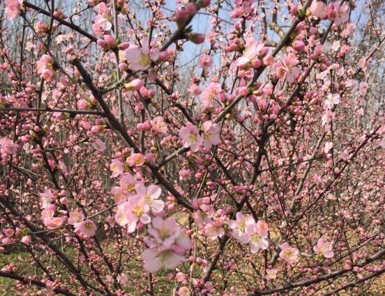 2018恭城桃花开了么，2018恭城桃花节是几号？