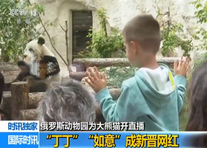 直播“吸粉”20万 大熊猫“丁丁”“如意”成俄罗斯动物园新晋网红